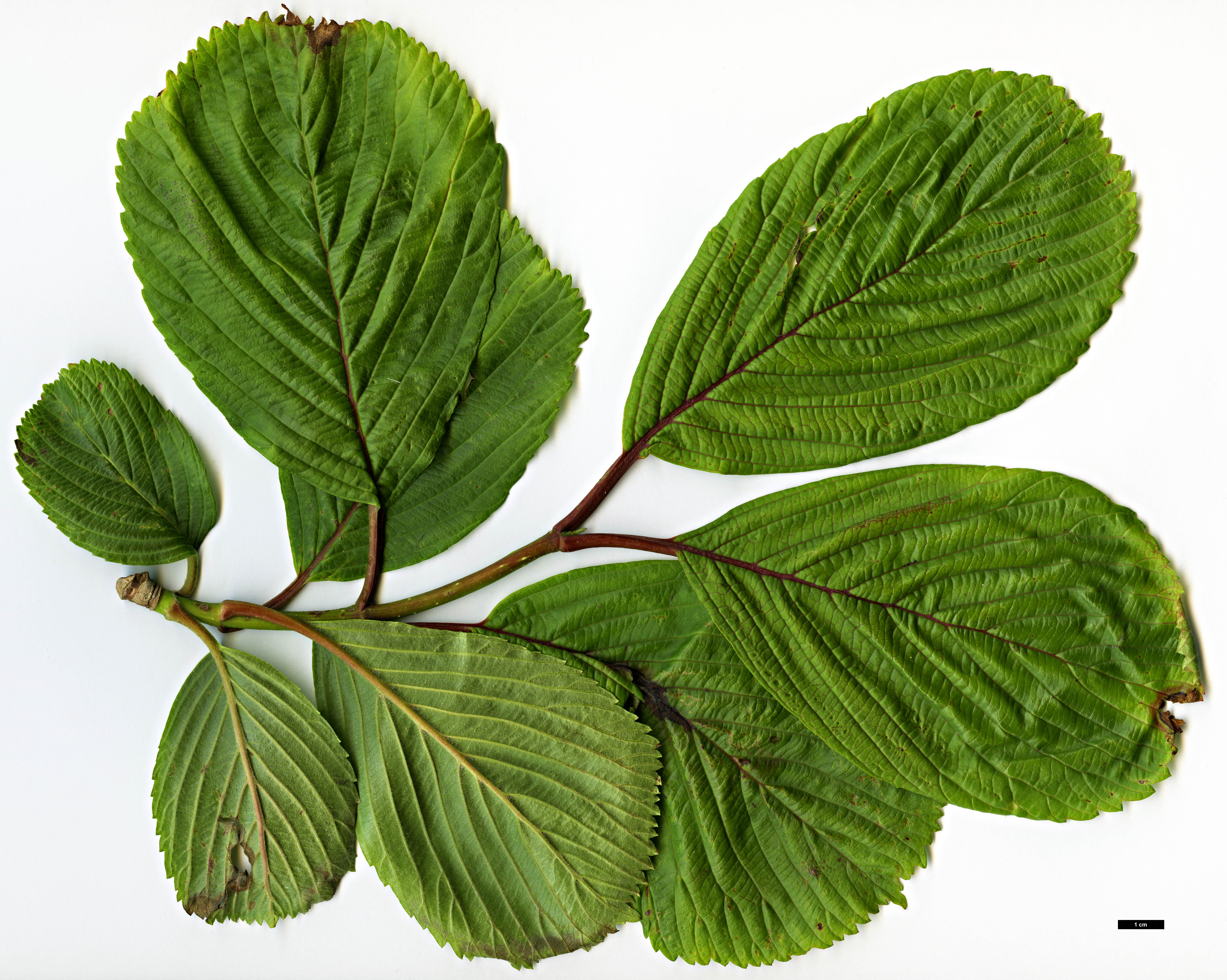 High resolution image: Family: Adoxaceae - Genus: Viburnum - Taxon: sieboldii - SpeciesSub: var. obovatifolium